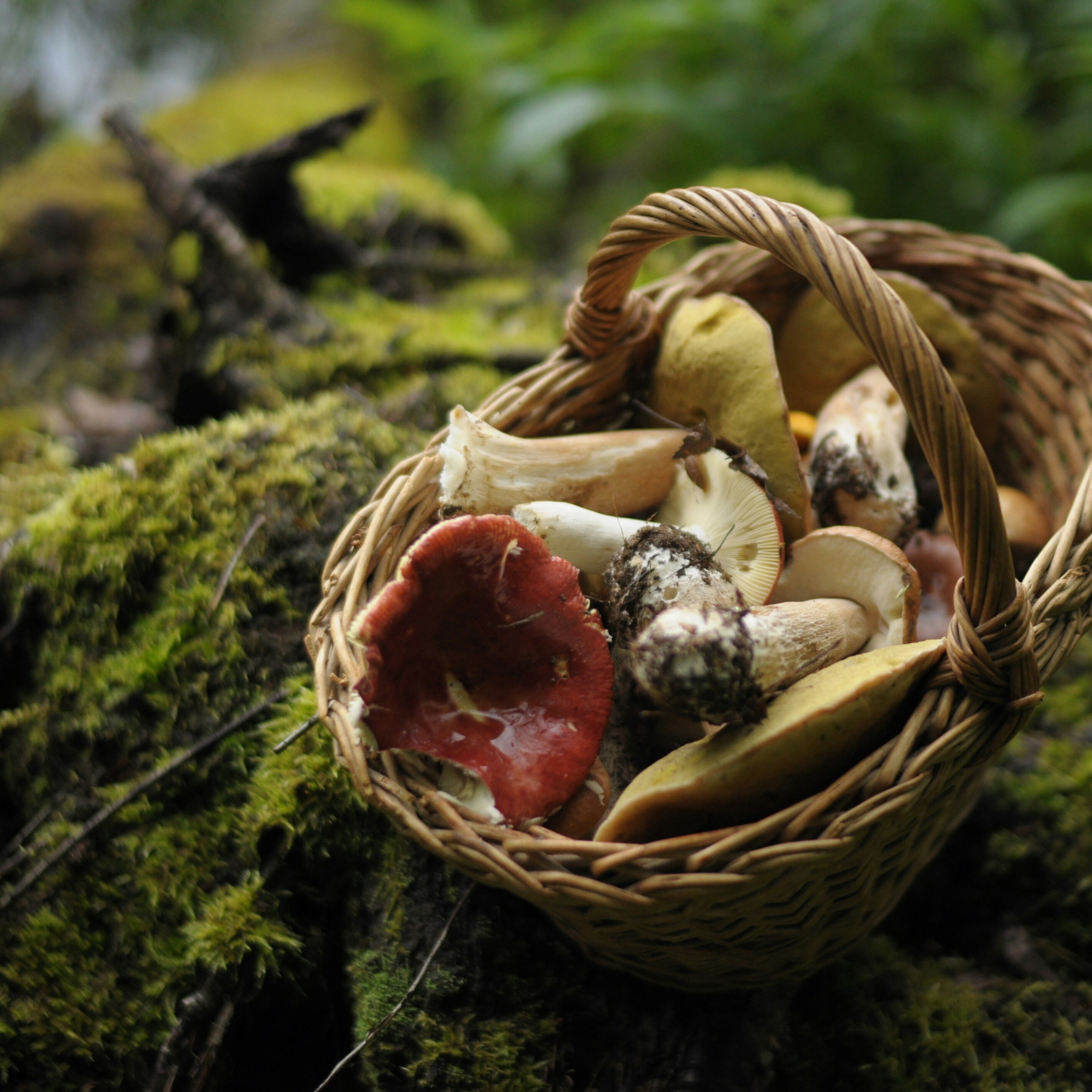 Mushroom Walk with Nathaniel Whitmore - logo